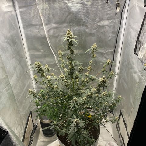 Bethany growlog timeline photo