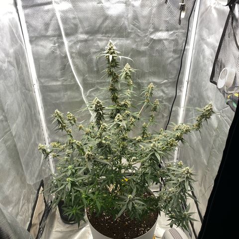 Bethany growlog timeline photo