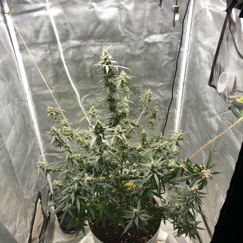 Bethany growlog timeline photo
