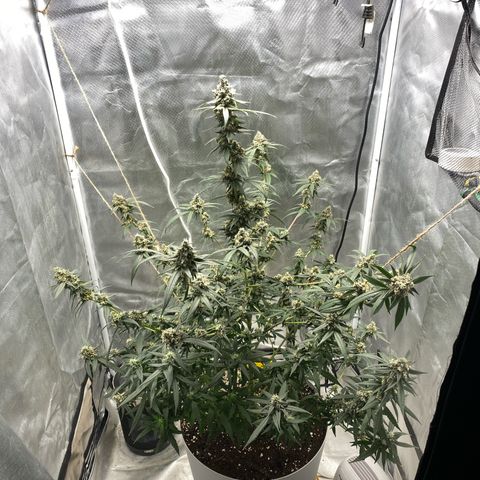 Bethany growlog timeline photo