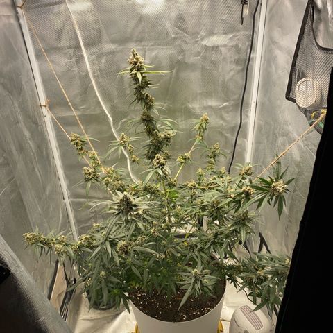 Bethany growlog timeline photo