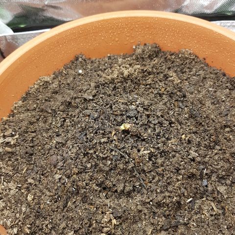 Mary1 growlog timeline photo
