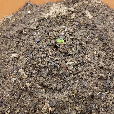 Mary1 growlog timeline photo