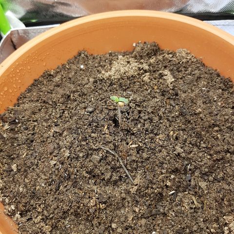 Mary1 growlog timeline photo