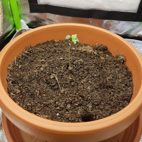 Mary1 growlog timeline photo