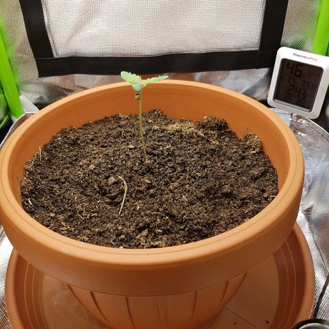 Mary1 growlog timeline photo