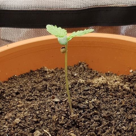 Mary1 growlog timeline photo