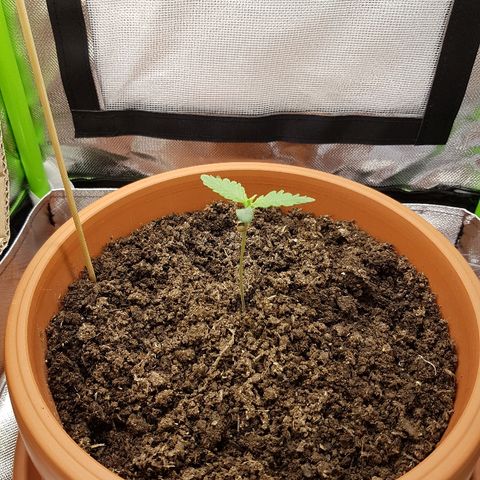Mary1 growlog timeline photo