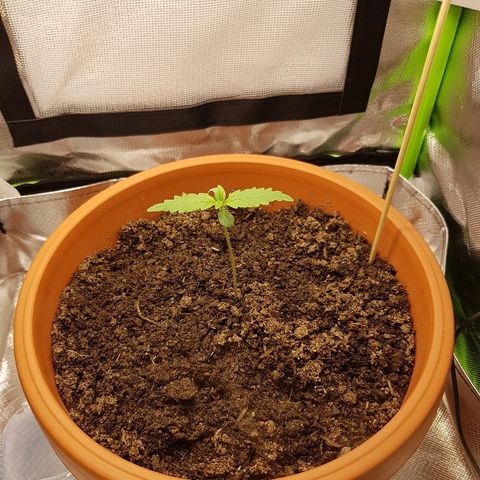 Mary1 growlog timeline photo