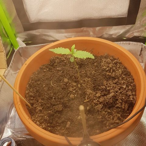 Mary1 growlog timeline photo