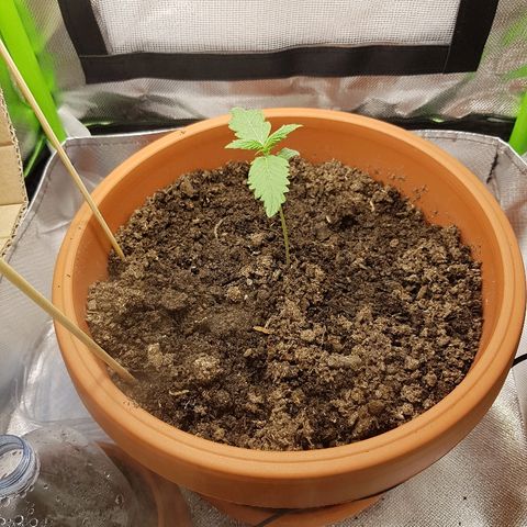 Mary1 growlog timeline photo