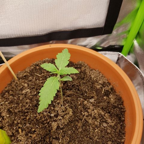 Mary1 growlog timeline photo