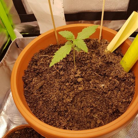 Mary1 growlog timeline photo
