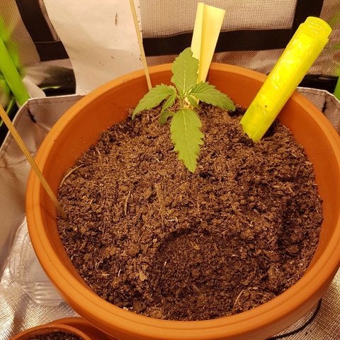 Mary1 growlog timeline photo