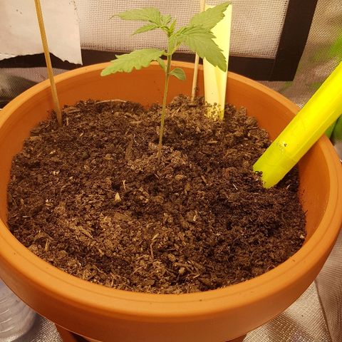 Mary1 growlog timeline photo