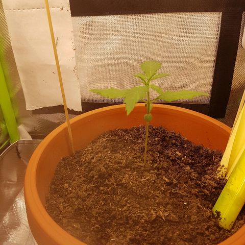 Mary1 growlog timeline photo