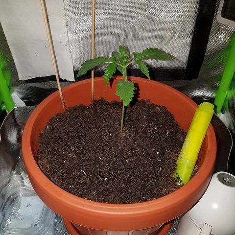 Mary1 growlog timeline photo