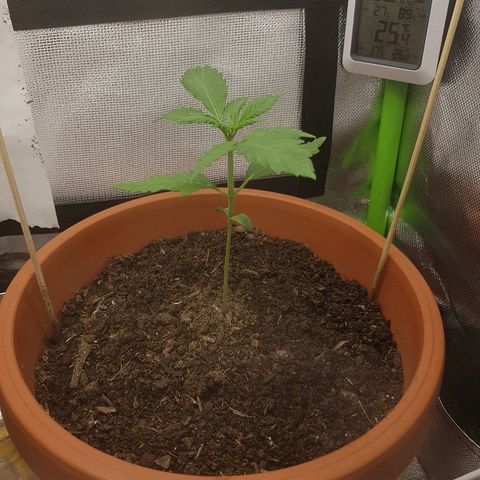 Mary1 growlog timeline photo