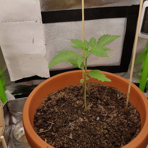 Mary1 growlog timeline photo