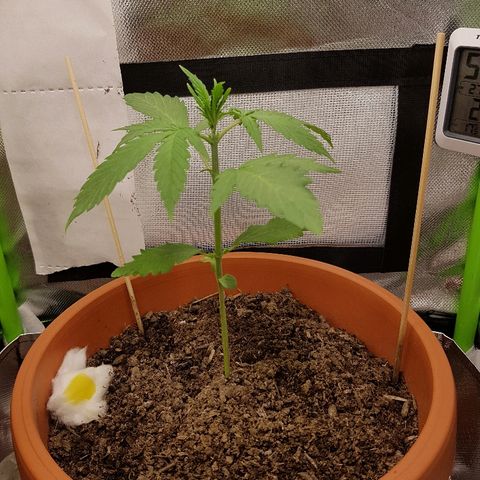Mary1 growlog timeline photo