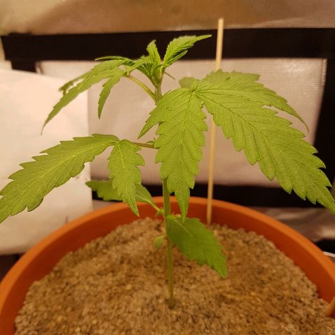 Mary1 growlog timeline photo