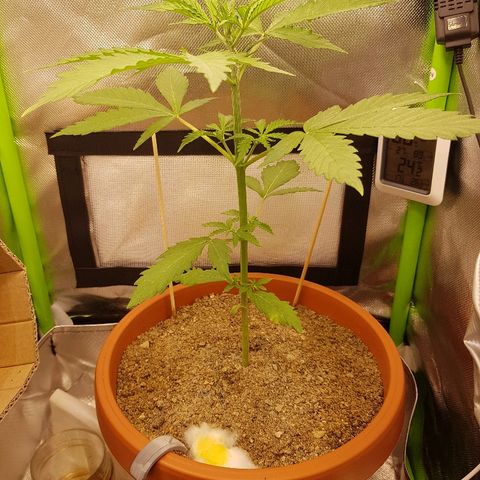 Mary1 growlog timeline photo