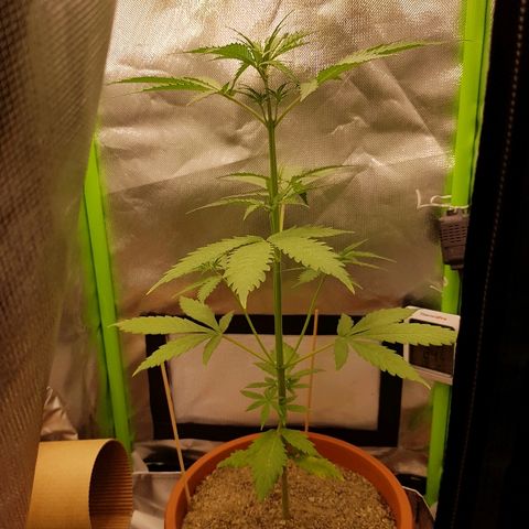 Mary1 growlog timeline photo
