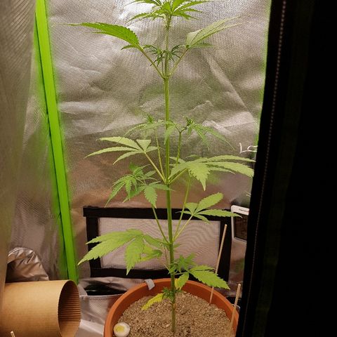 Mary1 growlog timeline photo