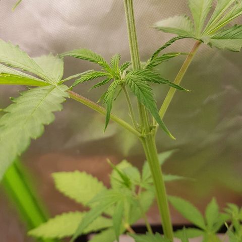 Mary1 growlog timeline photo