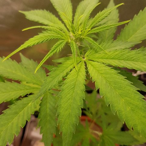 Mary1 growlog timeline photo
