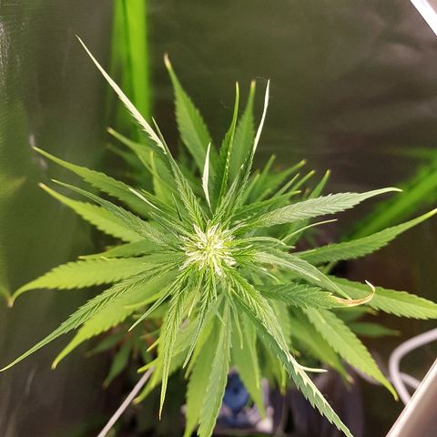 Mary1 growlog timeline photo