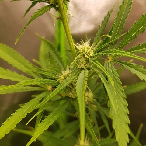 Mary1 growlog timeline photo