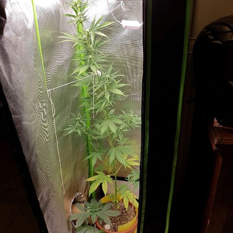 Mary1 growlog timeline photo
