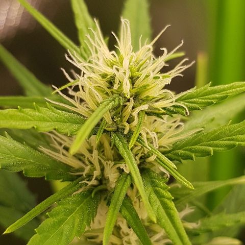 Mary1 growlog timeline photo