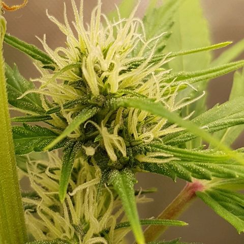 Mary1 growlog timeline photo