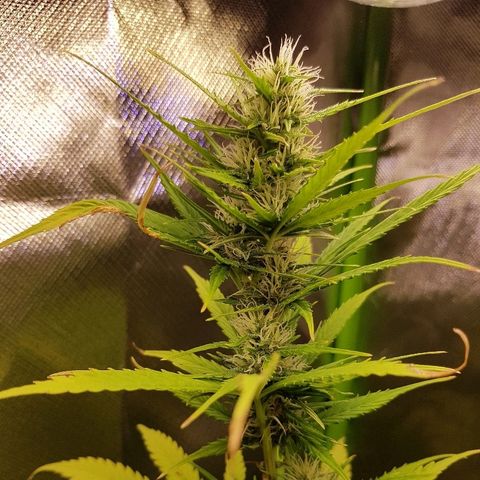 Mary1 growlog timeline photo