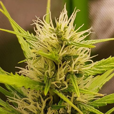 Mary1 growlog timeline photo