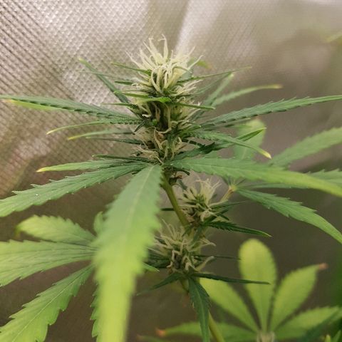 Mary1 growlog timeline photo