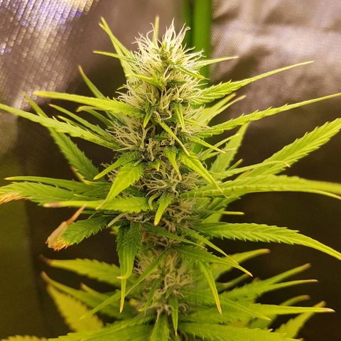 Mary1 growlog timeline photo