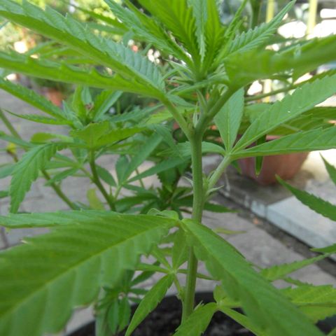 Henry growlog timeline photo