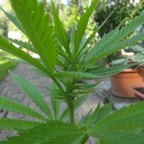 Henry growlog timeline photo