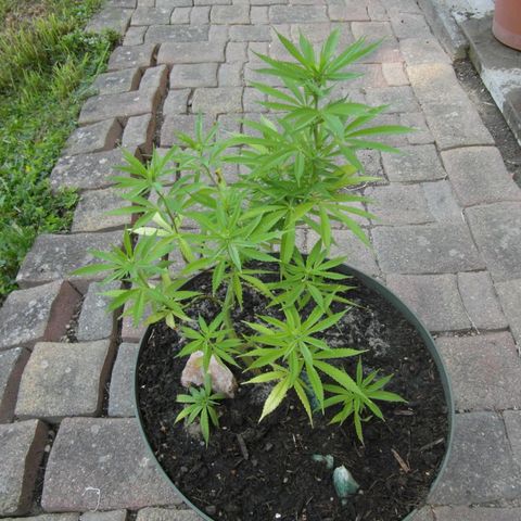 Henry growlog timeline photo