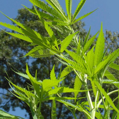 Anne growlog timeline photo