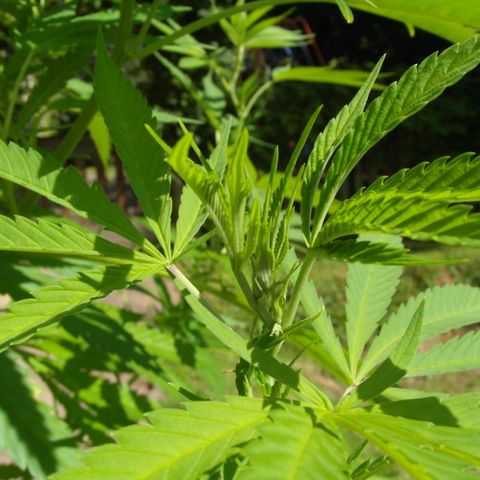 Anne growlog timeline photo