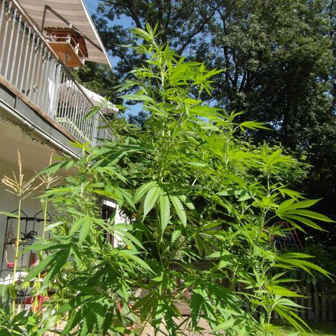 Anne growlog timeline photo