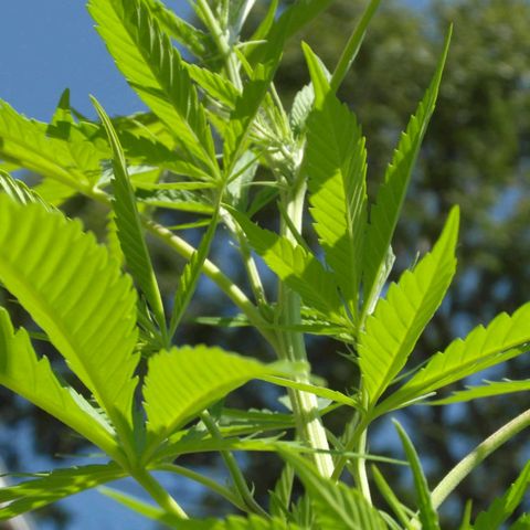 Marry growlog timeline photo