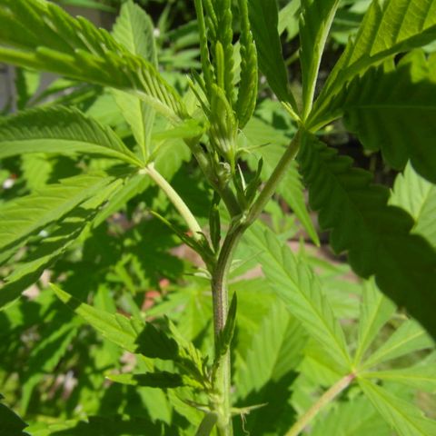 Marry growlog timeline photo