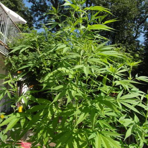 Marry growlog timeline photo