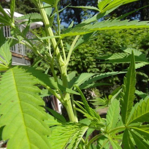 Marry growlog timeline photo