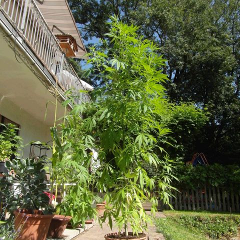 Anne growlog timeline photo